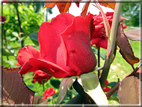 foto Rose